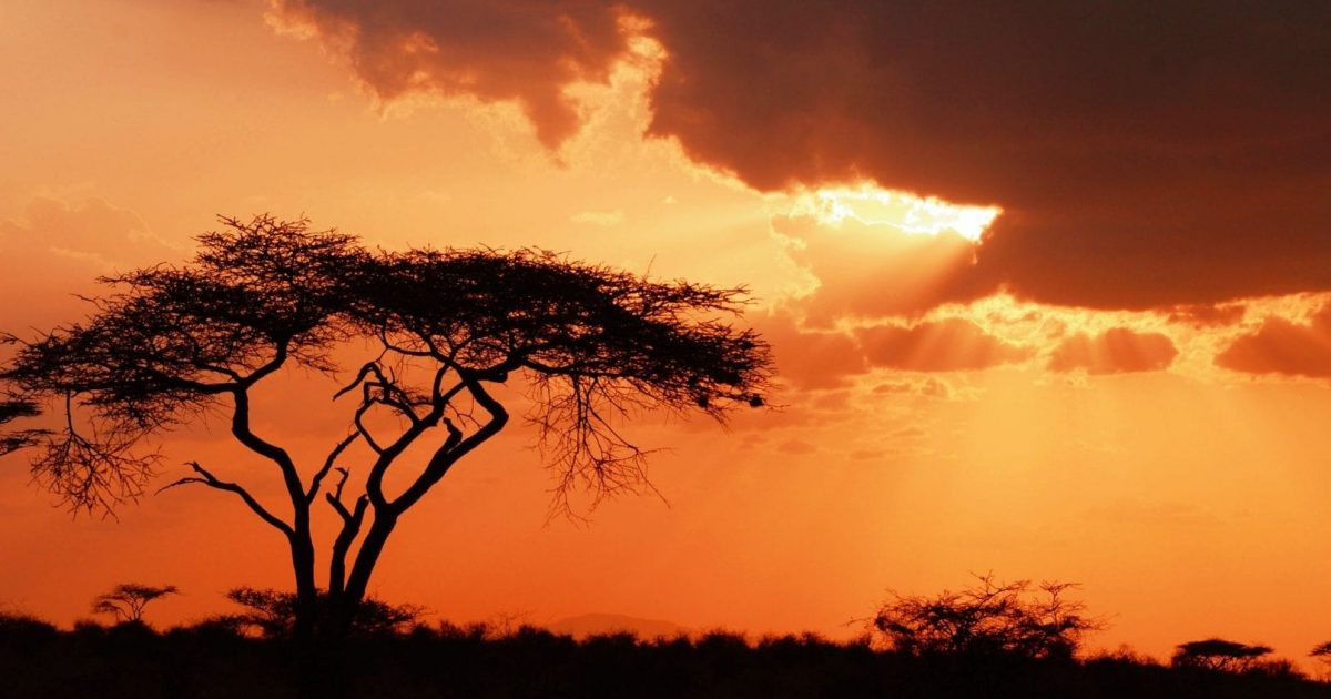 African sunset with acacia tree